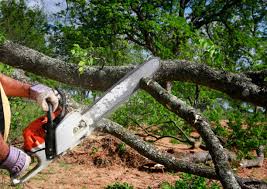 How Our Tree Care Process Works  in Wheat Ridge, CO