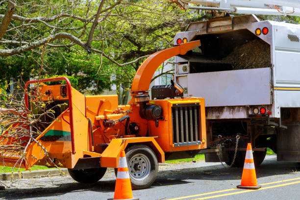 Best Hazardous Tree Removal  in Wheat Ridge, CO