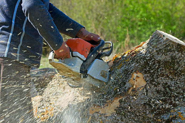 Best Tree Disease Treatment  in Wheat Ridge, CO